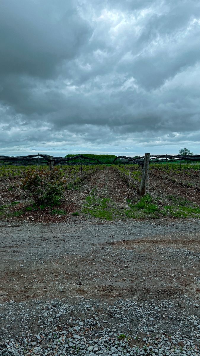 vineyard alleys without olives